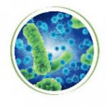 Microbe picture